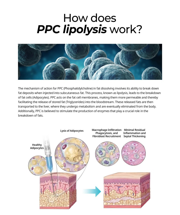 Dr. Lipo+ (Body) - Image 7